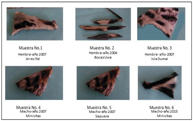 Figura No. 2. Muestras de fragmentos de piel de jaguar (Panthera onca) utilizadas en este estudio