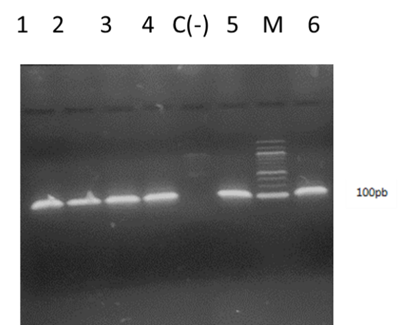 Figura No. 3. Amplificación del gen ATP6-DF3 a partir de ADN extraido con Quelex