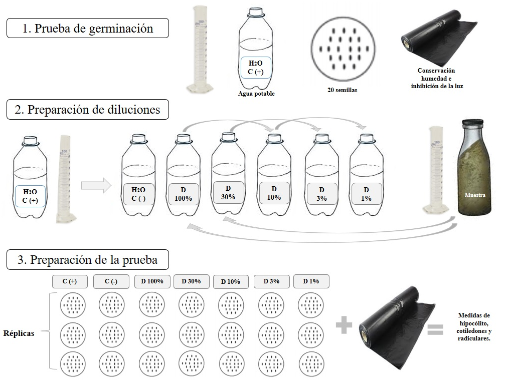 Figura 2. Ilustración de montaje de bioensayo utilizando semillas de Lactuca sativa L.