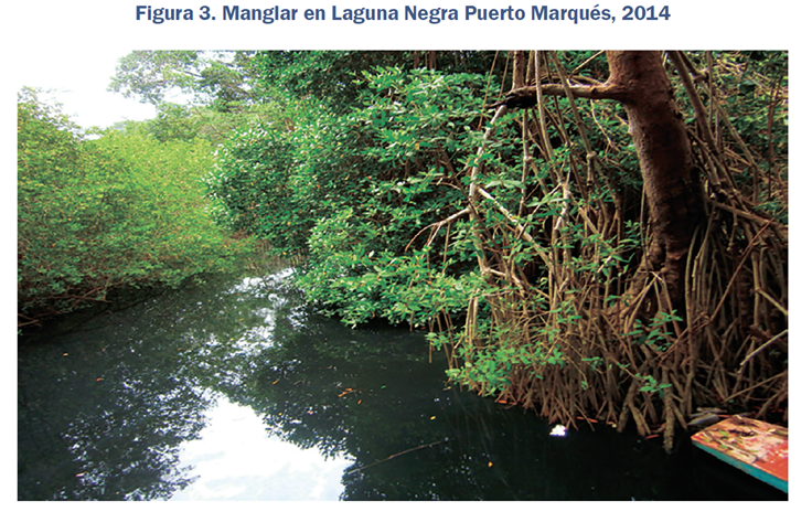 Manglar en Laguna Negra Puerto Marqués, 2014